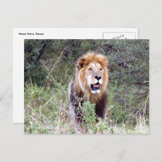 Löwenmane Postkarte (Vorne/Hinten)