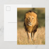 Löwenmännchen beim Gehen Postkarte (Vorne/Hinten)