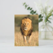 Löwenmännchen beim Gehen Postkarte (Stehend Vorderseite)