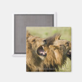 Löwenmännchen brüllen, Greater Krüger National Magnet (Vorderseite/Rückseite)
