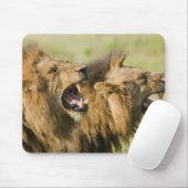 Löwenmännchen brüllen, Greater Krüger National Mousepad (Mit Mouse)