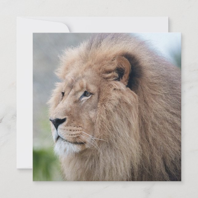 Löwenmehl (Vorderseite)