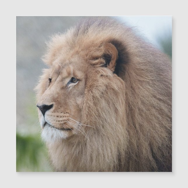 Löwenmehl Magnetkarte (Vorderseite)