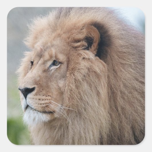 Löwenmehl Quadratischer Aufkleber (Vorderseite)