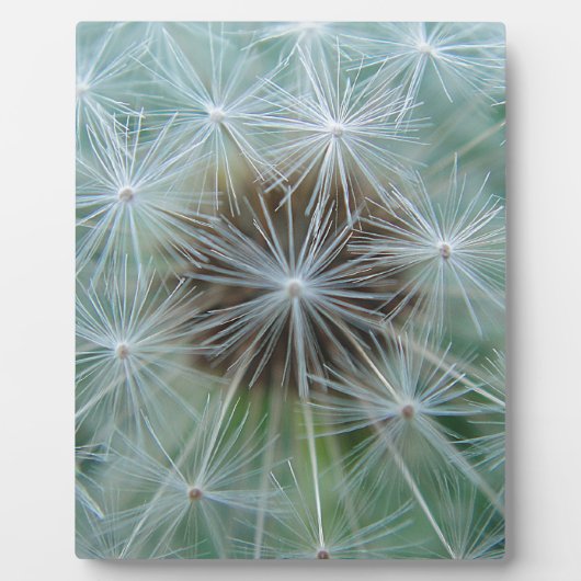 LöwenŌ Fotoplatte (Vorderseite)