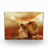 Löwenpaar in der Safari Fotoblock (Vorderseite)