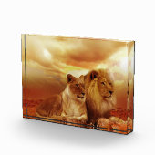 Löwenpaar in der Safari Fotoblock (Rechts)