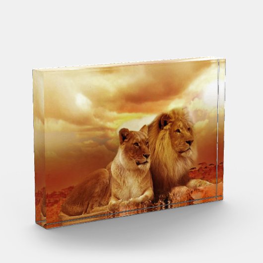 Löwenpaar in der Safari Fotoblock (Links)