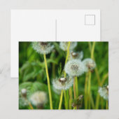 Löwenpappus Postkarte (Vorne/Hinten)