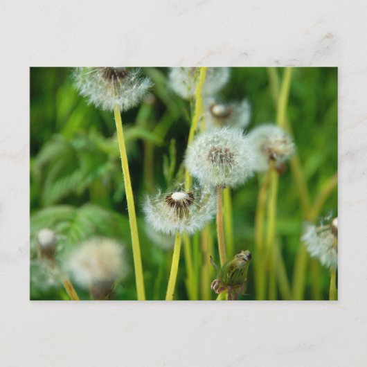 Löwenpappus Postkarte (Vorderseite)