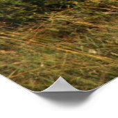 Löwenplakat Poster (Ecke)