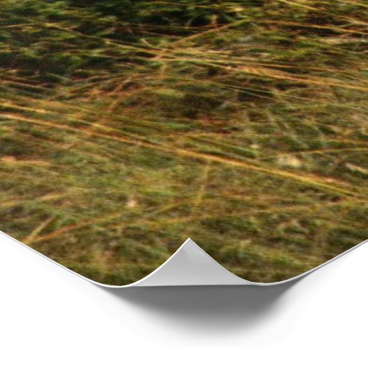 Löwenplakat Poster (Ecke)