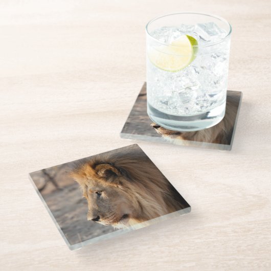 Löwenportrait Glasuntersetzer (Schrägansicht)