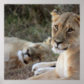 Löwenposter Poster (Vorne)