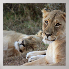 Löwenposter Poster