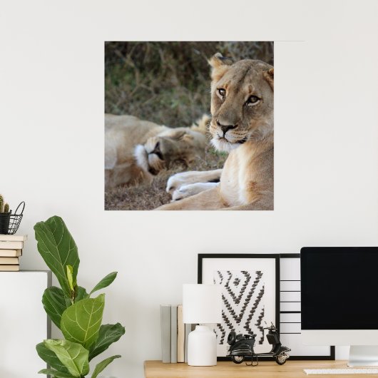 Löwenposter Poster (Heimbüro)