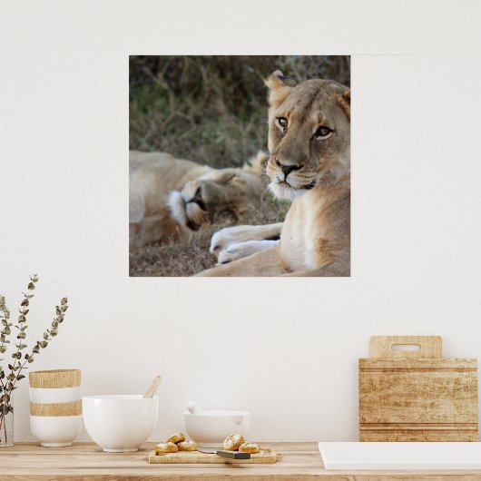 Löwenposter Poster (Küche)