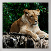 Löwenposter Poster (Vorne)