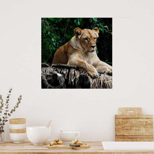 Löwenposter Poster (Küche)