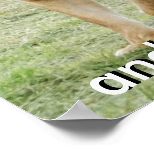 Löwenposter Poster (Ecke)