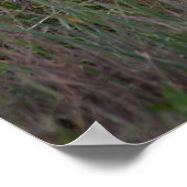 Löwenposter Poster (Ecke)