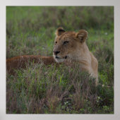 Löwenposter Poster (Vorne)