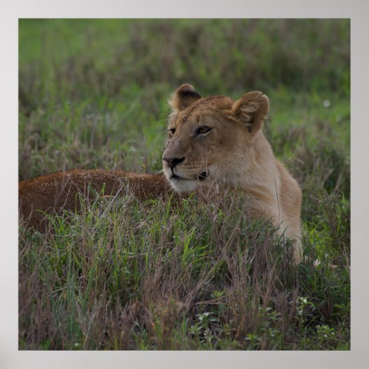 Löwenposter Poster (Vorne)
