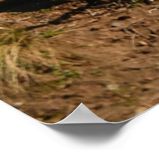 Löwenposter Poster (Ecke)