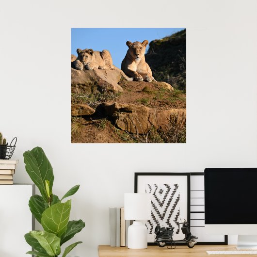 Löwenposter Poster (Heimbüro)