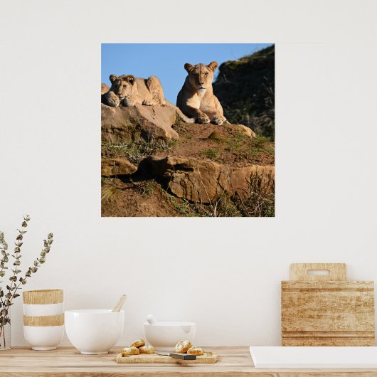 Löwenposter Poster (Küche)