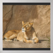 Löwenposter Poster (Vorne)