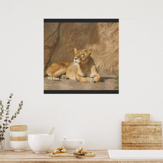 Löwenposter Poster (Küche)