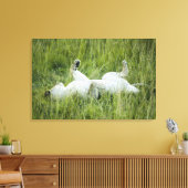 Löwenrollen im großen Gras, Afrika Leinwanddruck (Insitu (Wohnzimmer))