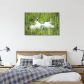 Löwenrollen im großen Gras, Afrika Leinwanddruck (Insitu (Schlafzimmer))