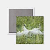 Löwenrollen im großen Gras, Afrika Magnet (Vorderseite/Rückseite)