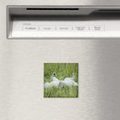 Löwenrollen im großen Gras, Afrika Magnet (In Situ (Geschirrspüler))