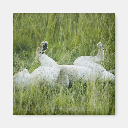 Löwenrollen im großen Gras, Afrika Magnet (Vorne)
