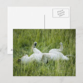 Löwenrollen im großen Gras, Afrika Postkarte (Vorne/Hinten)