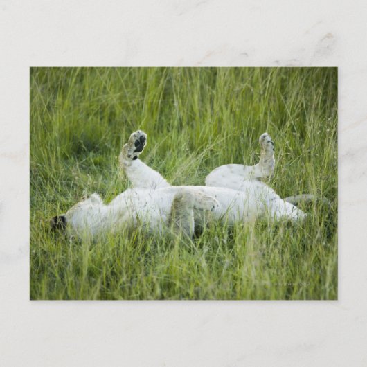 Löwenrollen im großen Gras, Afrika Postkarte (Vorderseite)