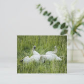 Löwenrollen im großen Gras, Afrika Postkarte (Stehend Vorderseite)