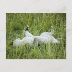 Löwenrollen im großen Gras, Afrika Postkarte