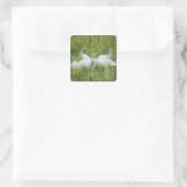 Löwenrollen im großen Gras, Afrika Quadratischer Aufkleber (Tasche)