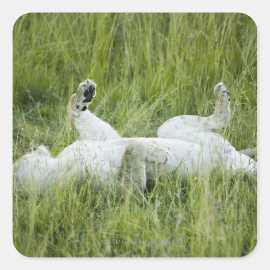 Löwenrollen im großen Gras, Afrika Quadratischer Aufkleber (Vorderseite)