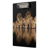 Löwenrudel trinkt nachts am Wasserloch Klemmbrett (Links)