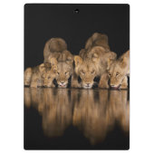 Löwenrudel trinkt nachts am Wasserloch Klemmbrett (Rückseite)