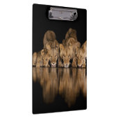 Löwenrudel trinkt nachts am Wasserloch Klemmbrett (Rechts)