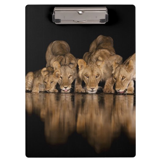 Löwenrudel trinkt nachts am Wasserloch Klemmbrett (Vorderseite)