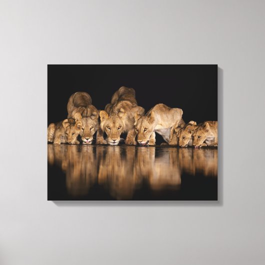Löwenrudel trinkt nachts am Wasserloch Leinwanddruck (Vorderseite)