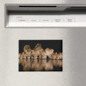 Löwenrudel trinkt nachts am Wasserloch Magnet (In Situ (Geschirrspüler))