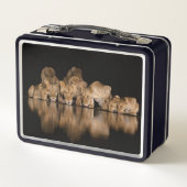 Löwenrudel trinkt nachts am Wasserloch Metall Brotdose (Rückseite)